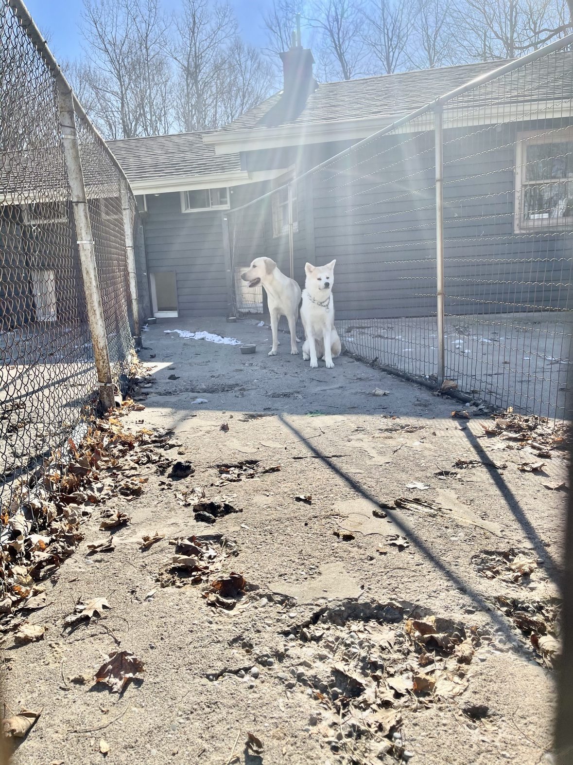 Two white dogs together in an outdoor run at The Dog’s Inn