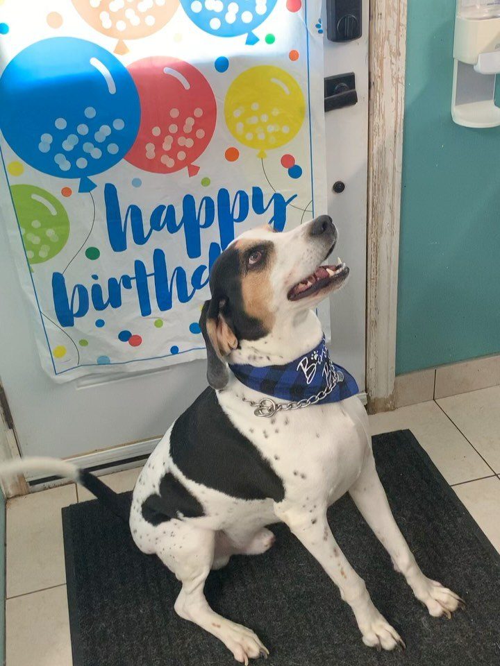 Happy dog wearing a birthday bandana inside The Dog’s Inn
