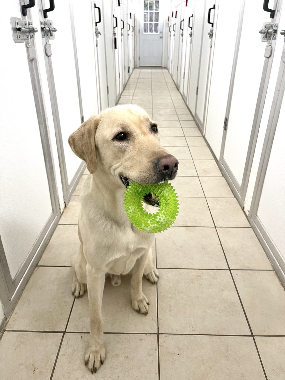 Yellow Labrador retriever carrying a green toy in The Dog’s Inn hallway