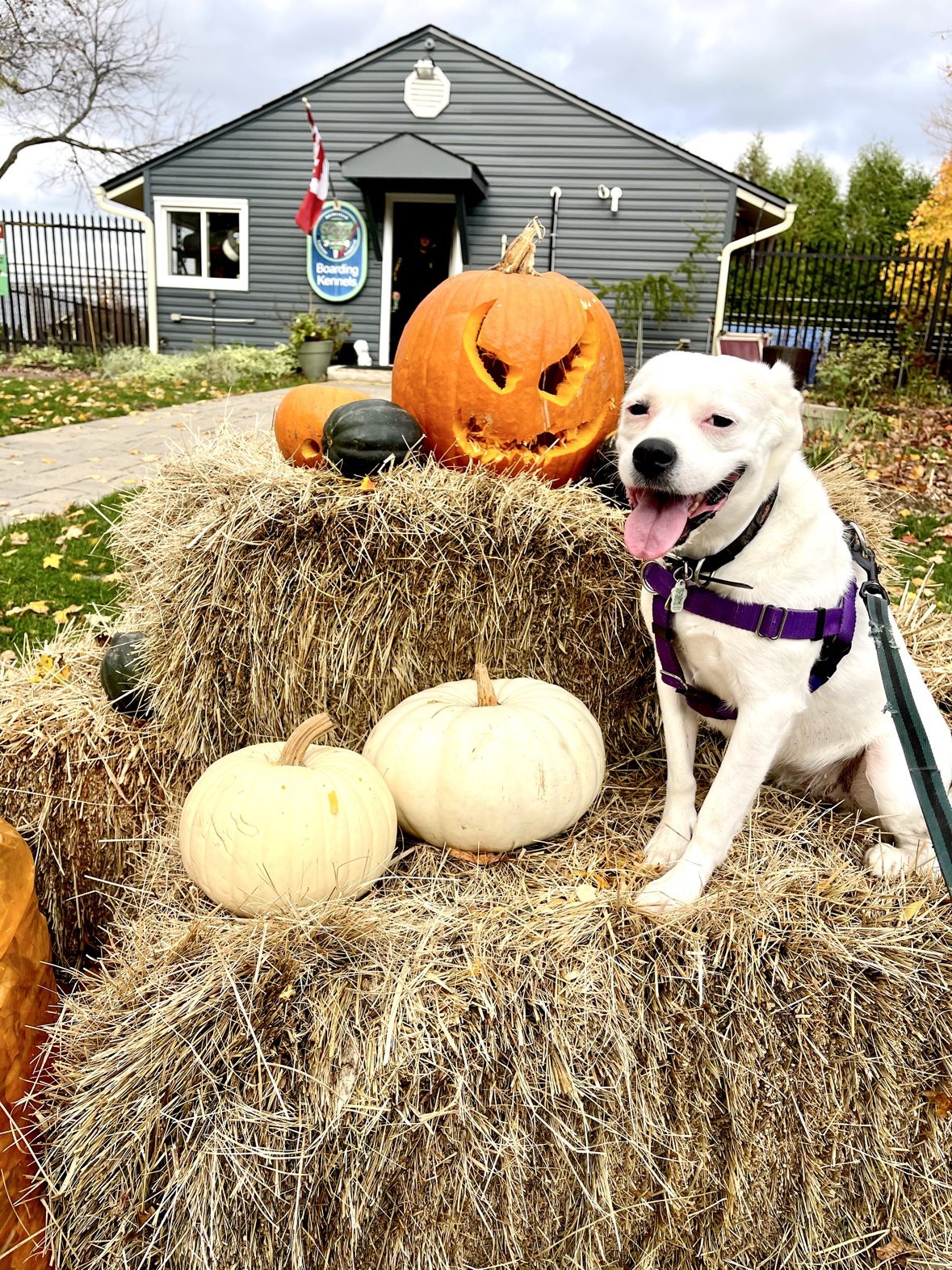 White dog posing with Halloween pumpkins by The Dog’s Inn entrance