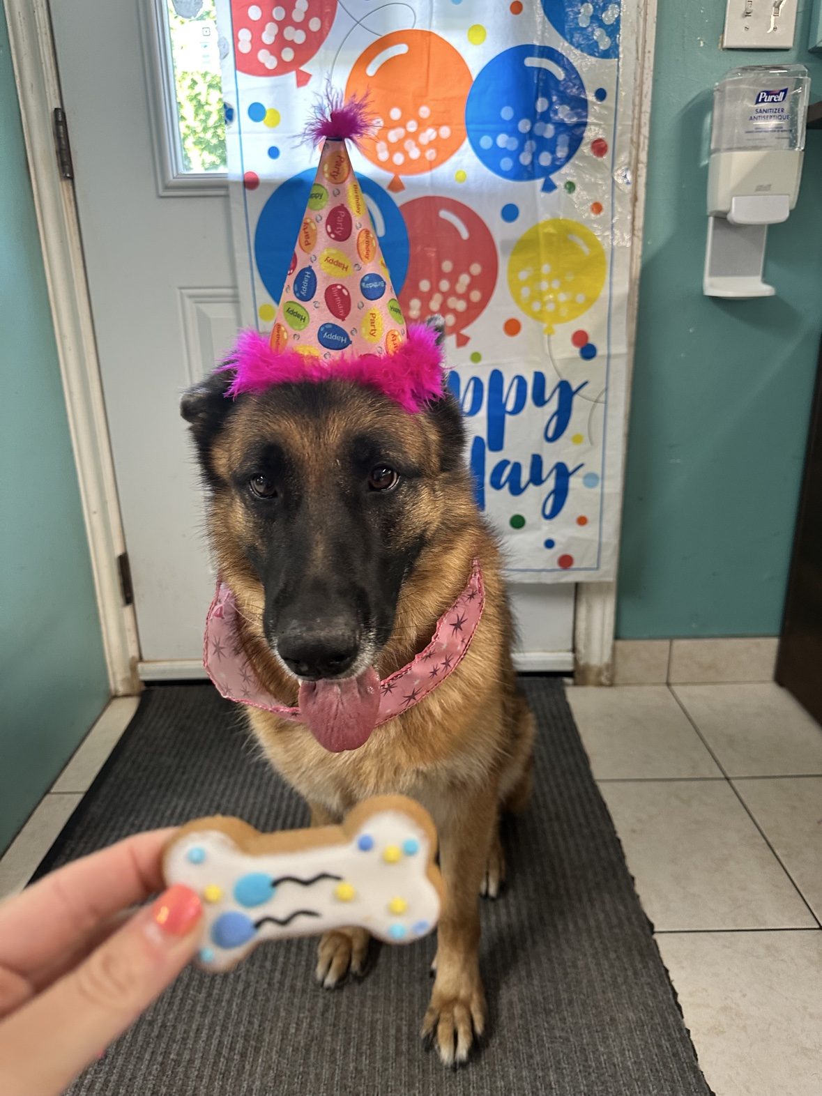 Small grey dog wearing a birthday hat beside a dog-safe birthday cookie