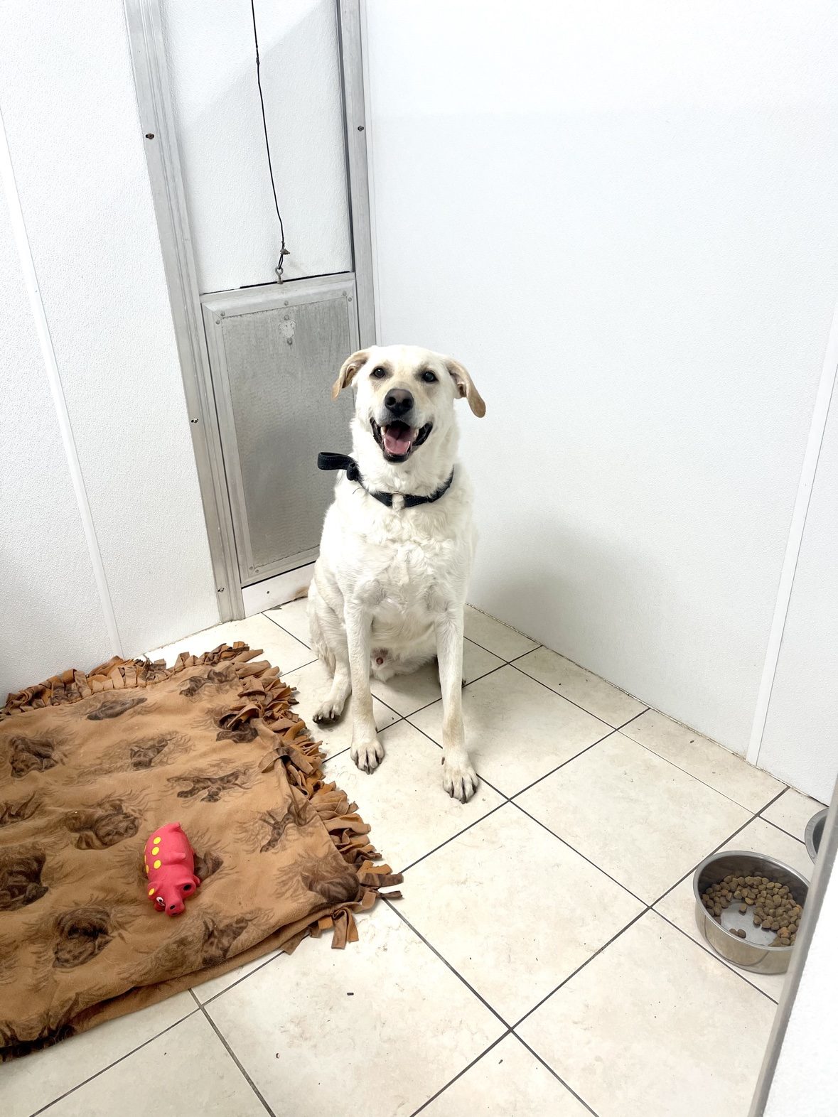 White dog with a favourite toy inside an individual suite at The Dog’s Inn