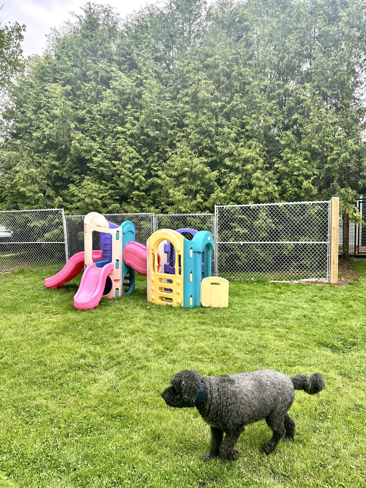 Dog running beside colourful play equipment in the fenced Bark Park