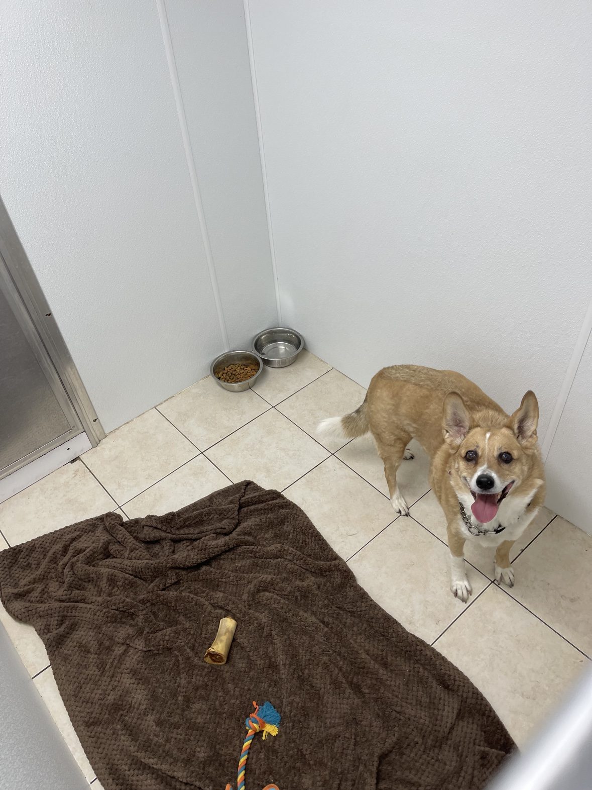 Smiling corgi mix relaxing inside an individual suite at The Dog’s Inn