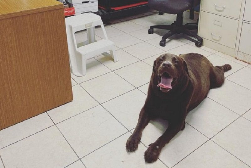 Happy dog relaxing on the clean tiled floor inside The Dog’s Inn