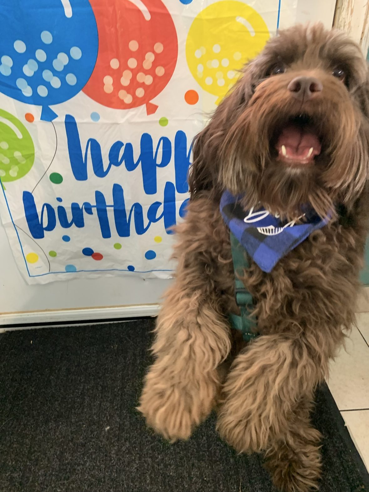 Small brown dog wearing a party hat in front of a Happy Birthday banner