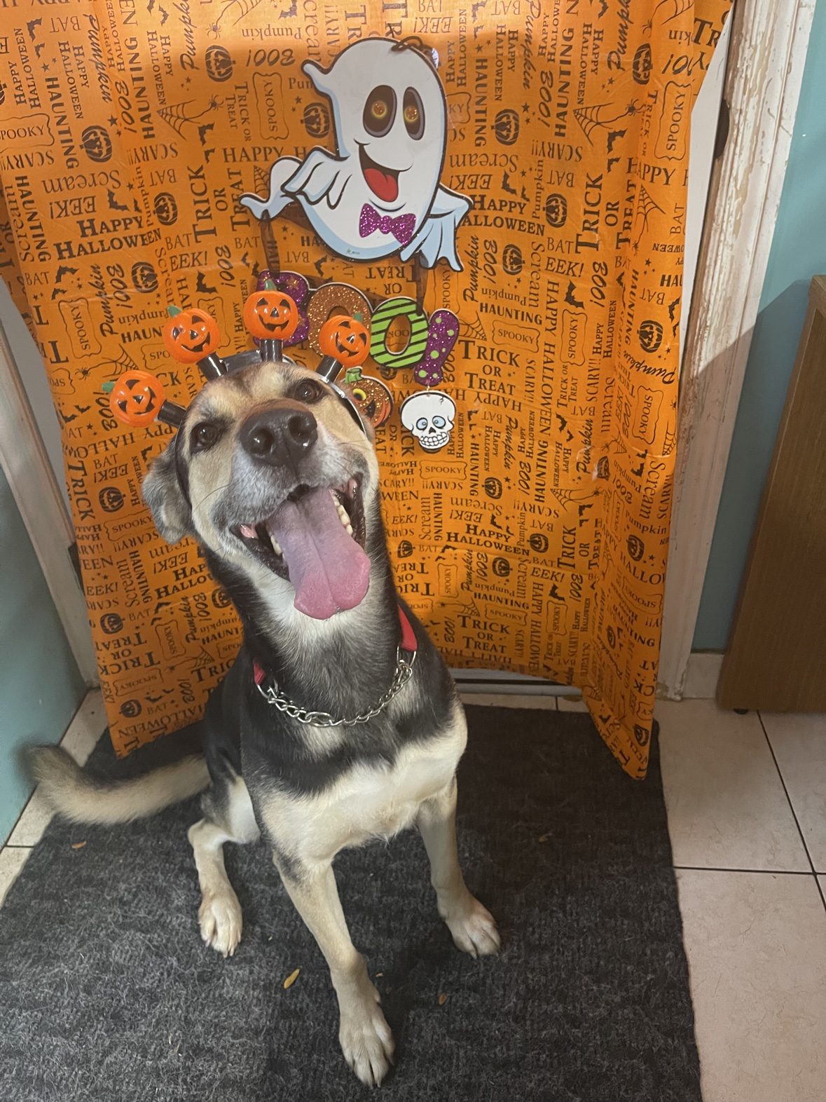 Client dog in a Halloween costume at The Dog’s Inn