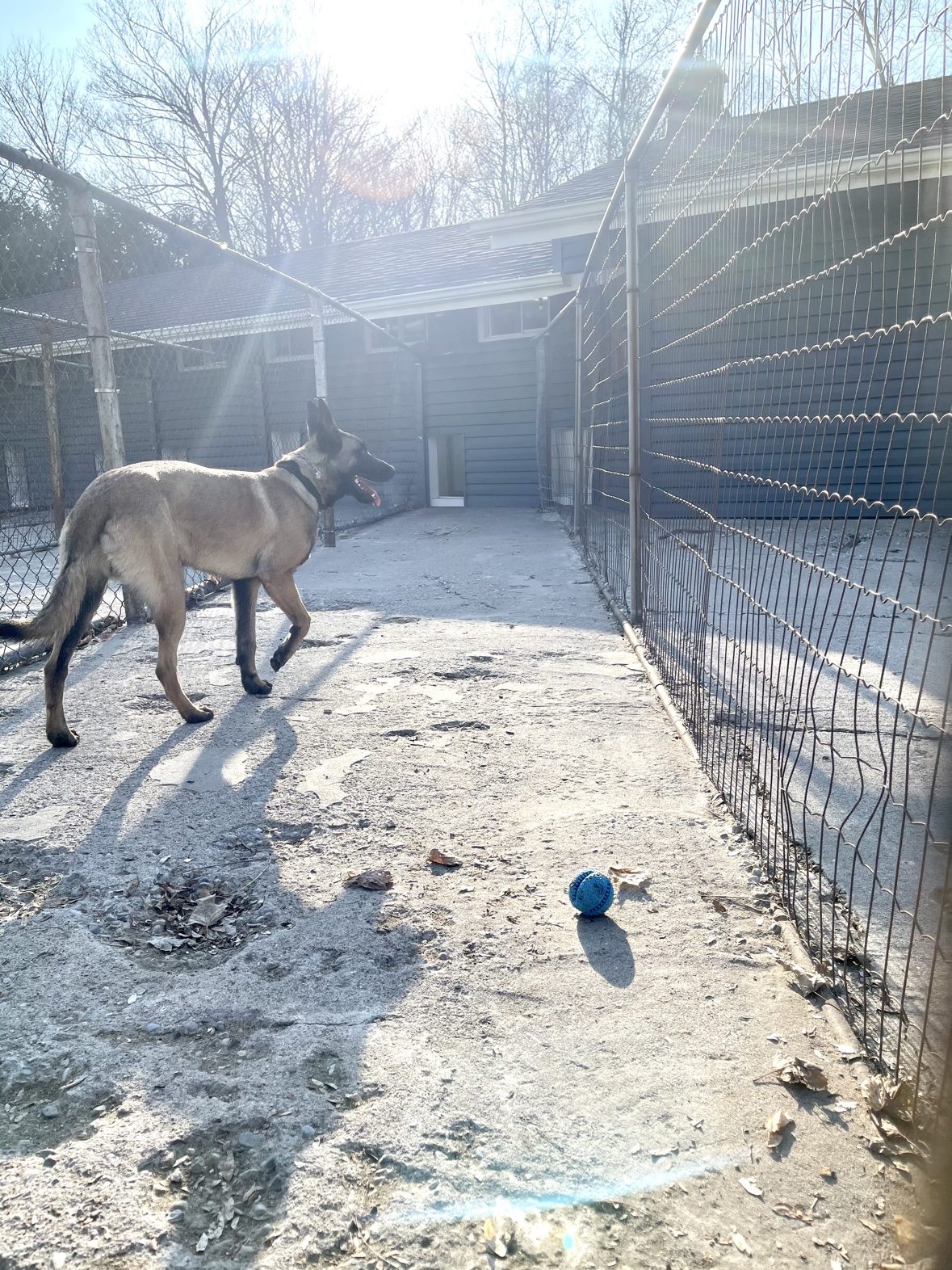 Belgian Malinois standing in an outdoor run at The Dog’s Inn
