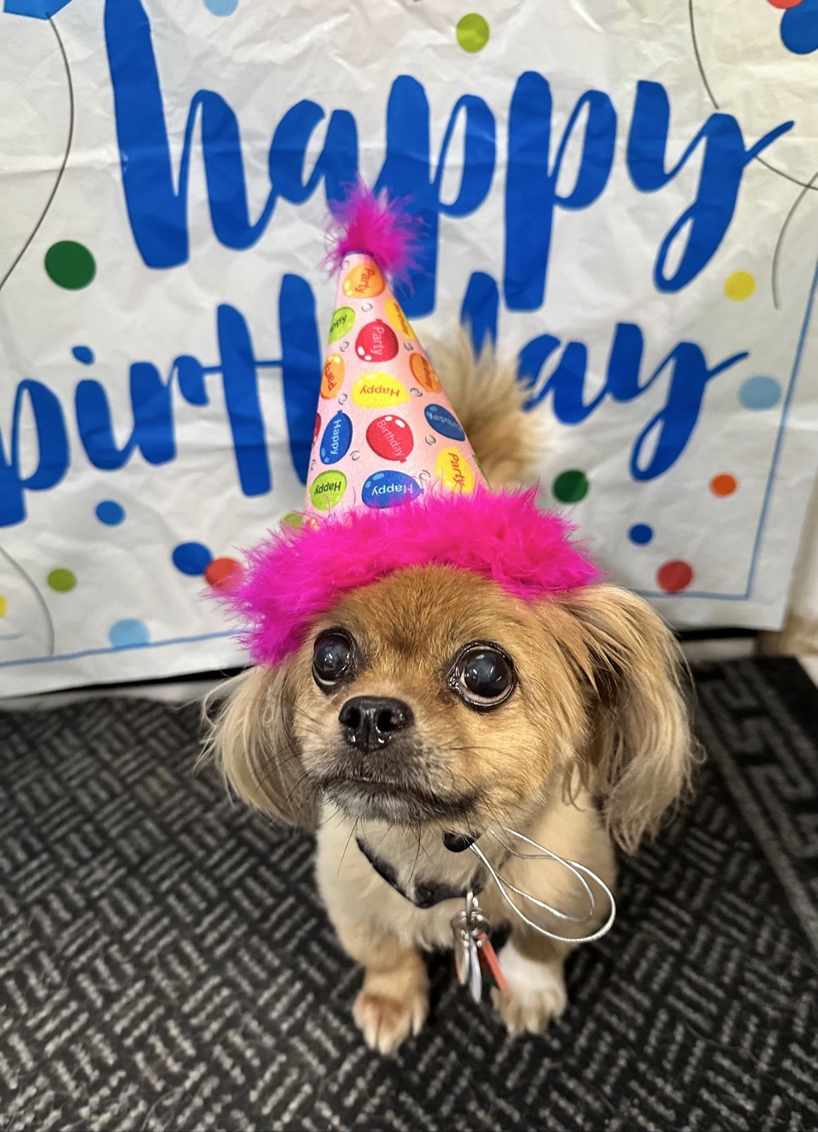 Small tan dog wearing a pink birthday hat in front of a Happy Birthday banner