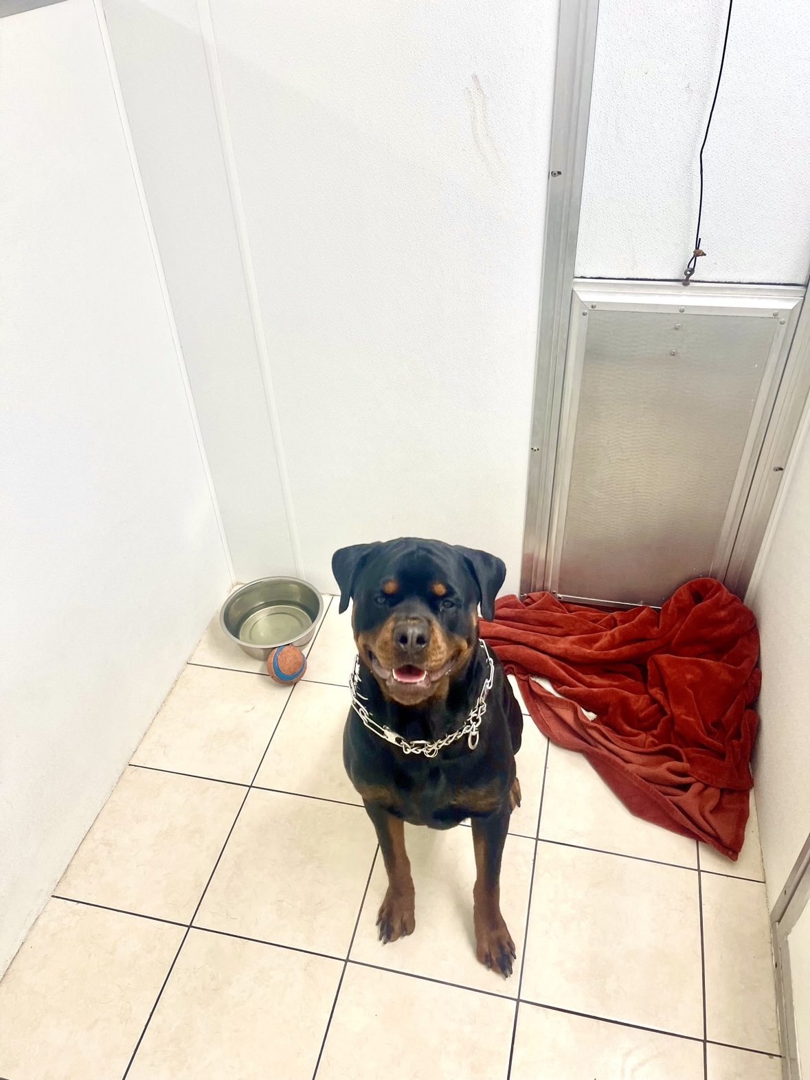 Rottweiler relaxing inside an individual suite at The Dog’s Inn