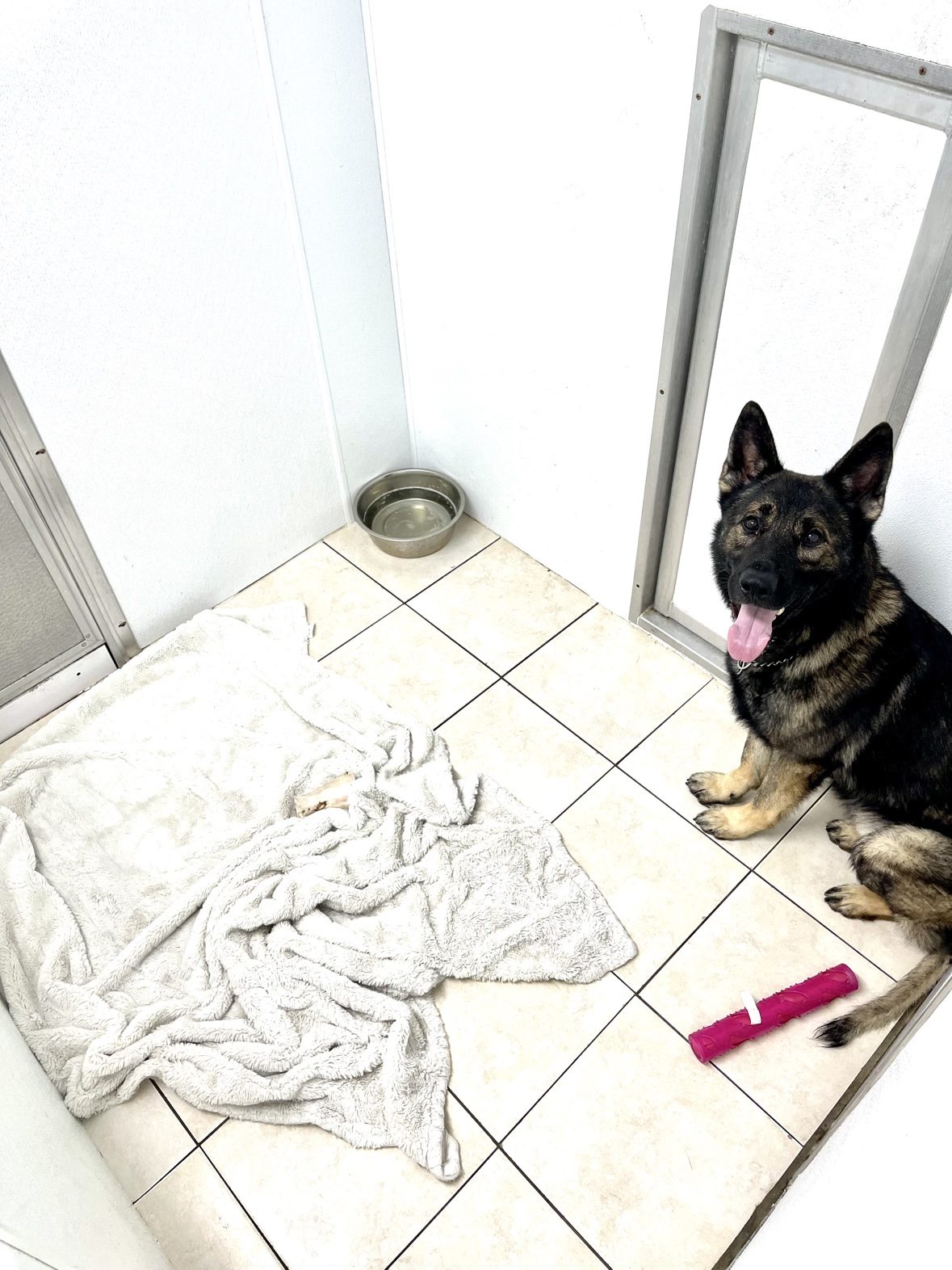 Dark shepherd relaxing inside an individual suite at The Dog’s Inn