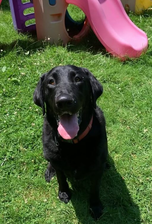 Happy black Labrador sitting on the grass at The Dog’s Inn