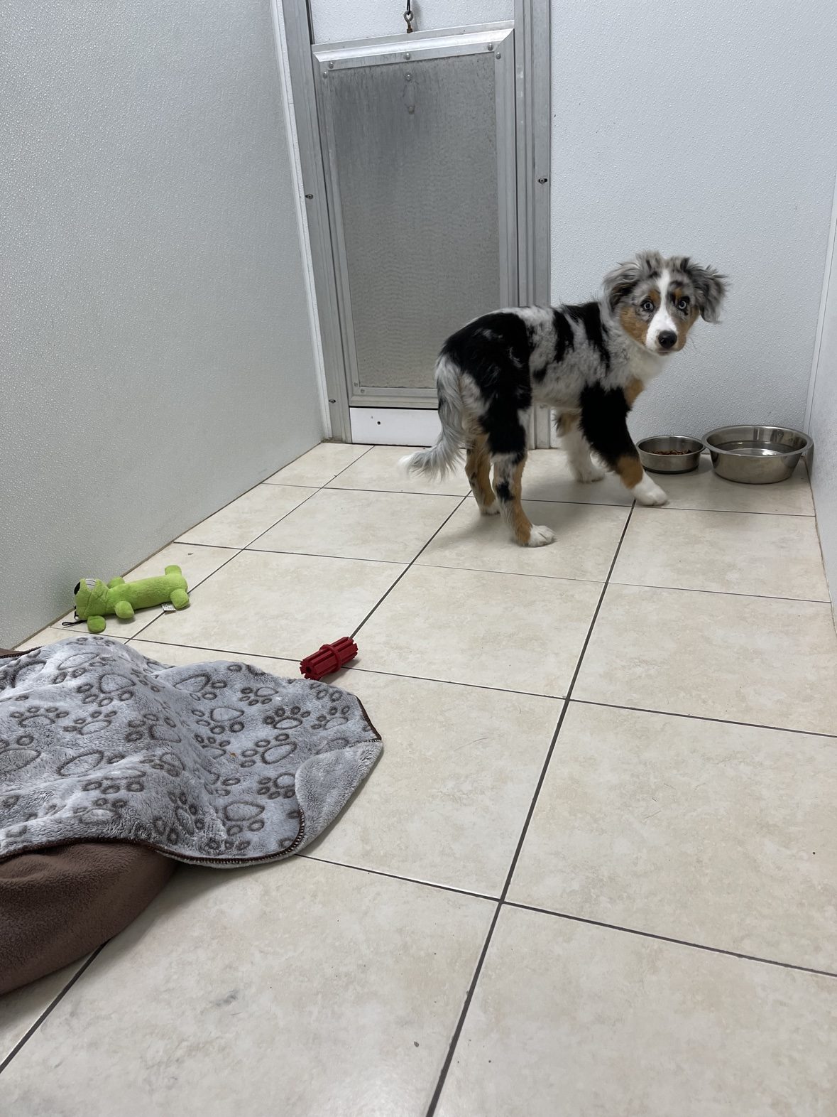 Australian shepherd puppy inside an individual suite at The Dog’s Inn