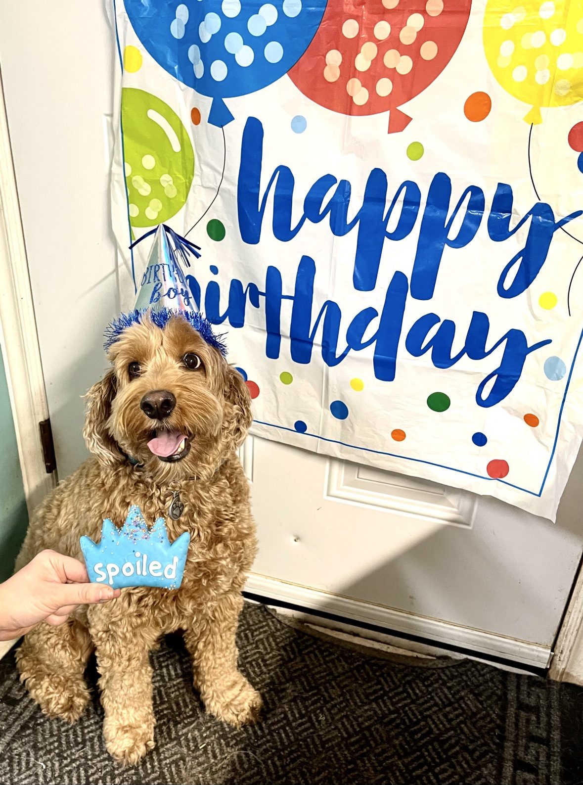 Small tan dog wearing a blue birthday hat in front of a Happy Birthday banner