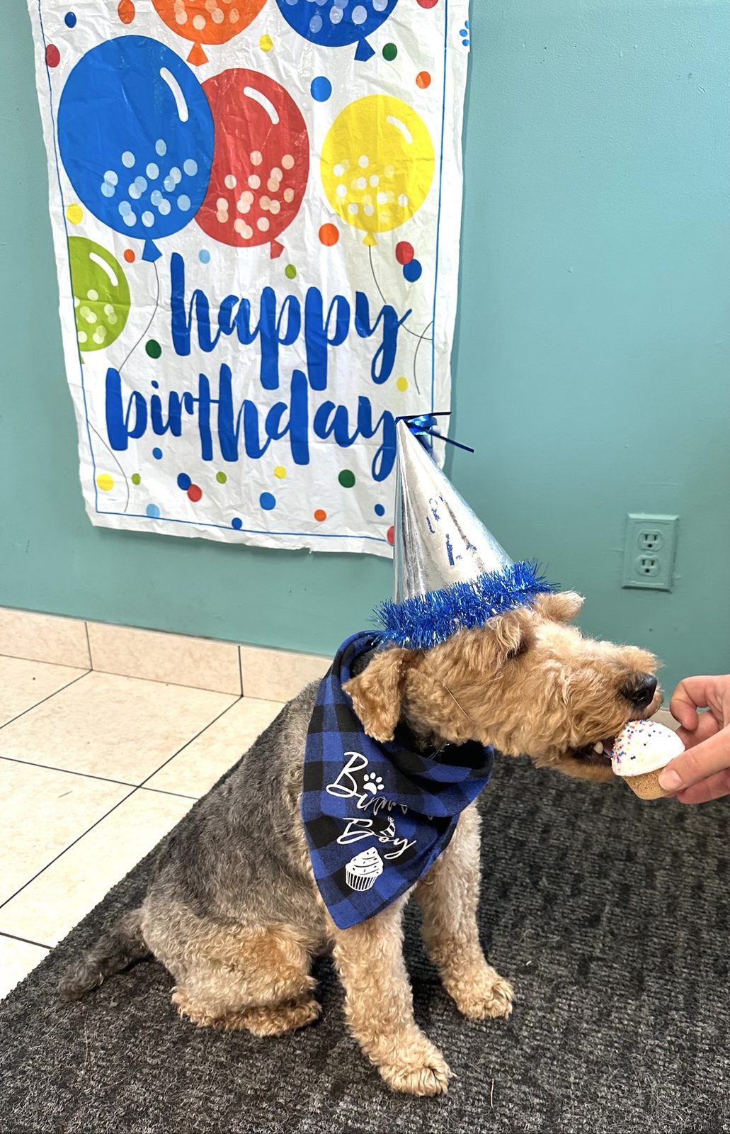 Small white and tan dog wearing a birthday bandana beside a dog-safe cookie