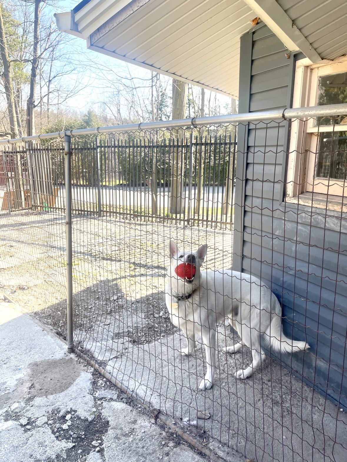 White dog holding a red ball beside an outdoor fence at The Dog’s Inn