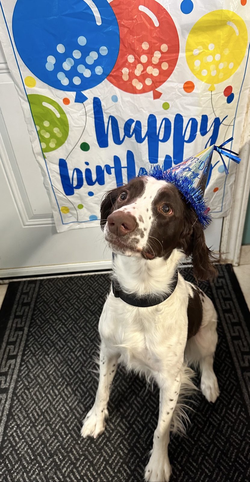 Black and white dog wearing a blue birthday hat in front of a Happy Birthday banner