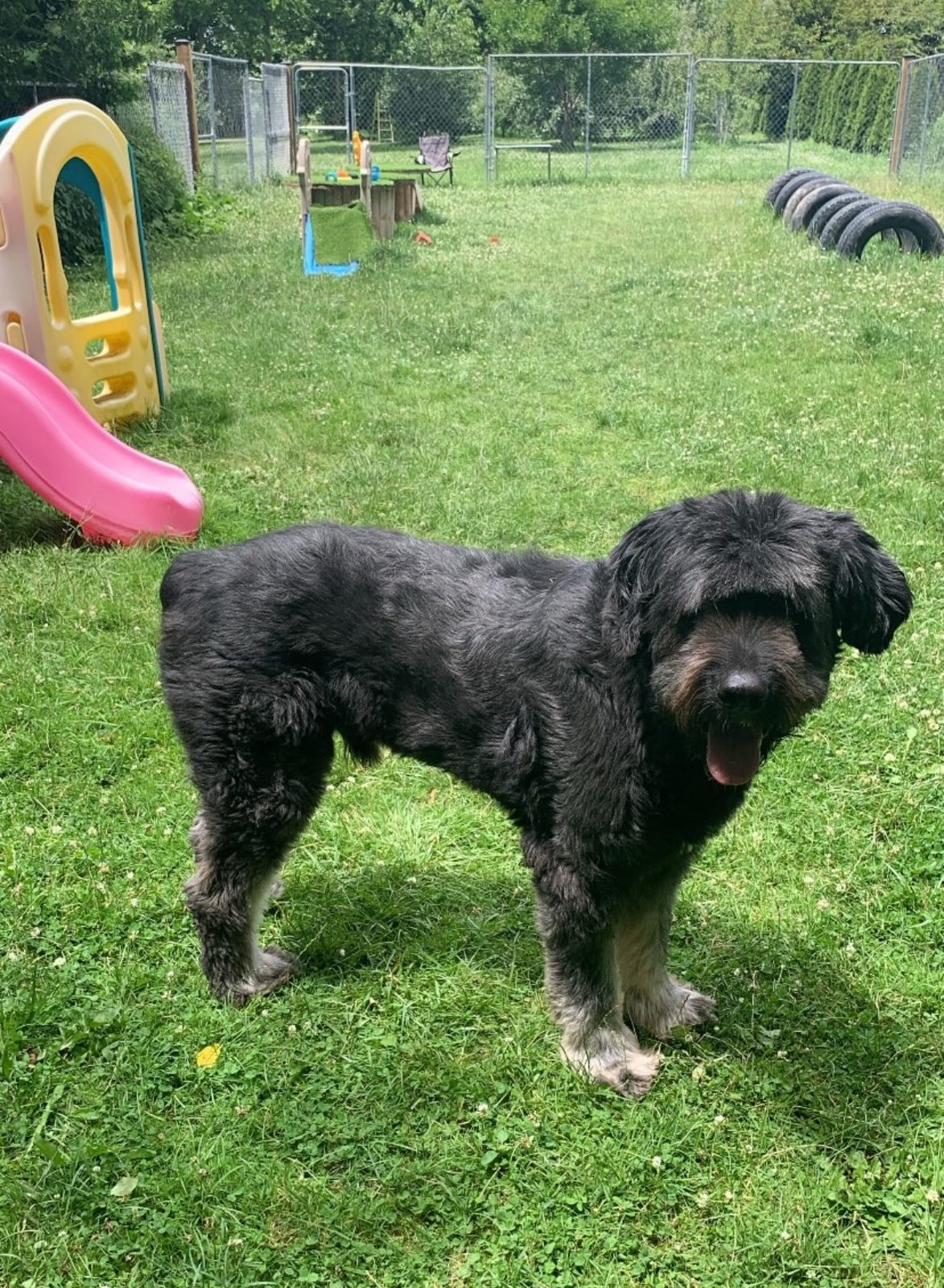 Black dog standing beside a colourful agility hoop in the Bark Park