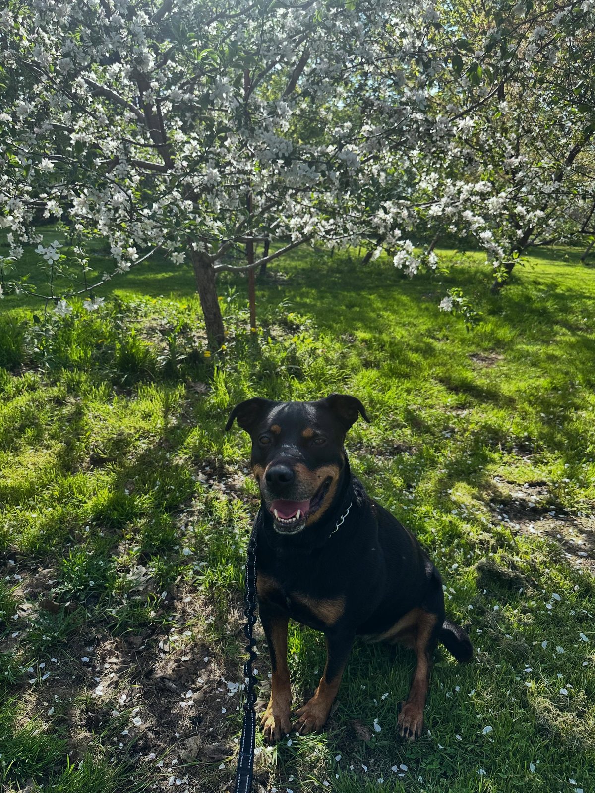 Happy black and tan dog sitting on a wooded trail