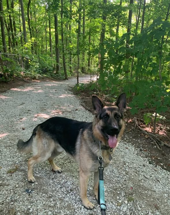 German Shepherd enjoying a trail walk at The Dog’s Inn