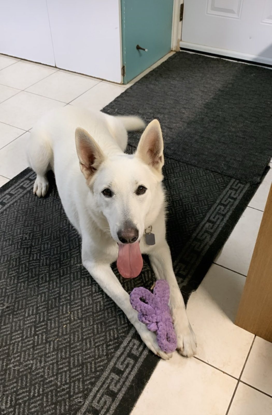 White shepherd holding a favourite toy inside The Dog’s Inn