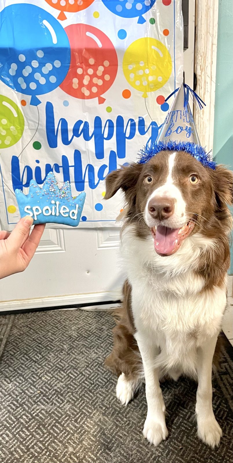 White and brown dog wearing a blue party hat in front of a Happy Birthday banner