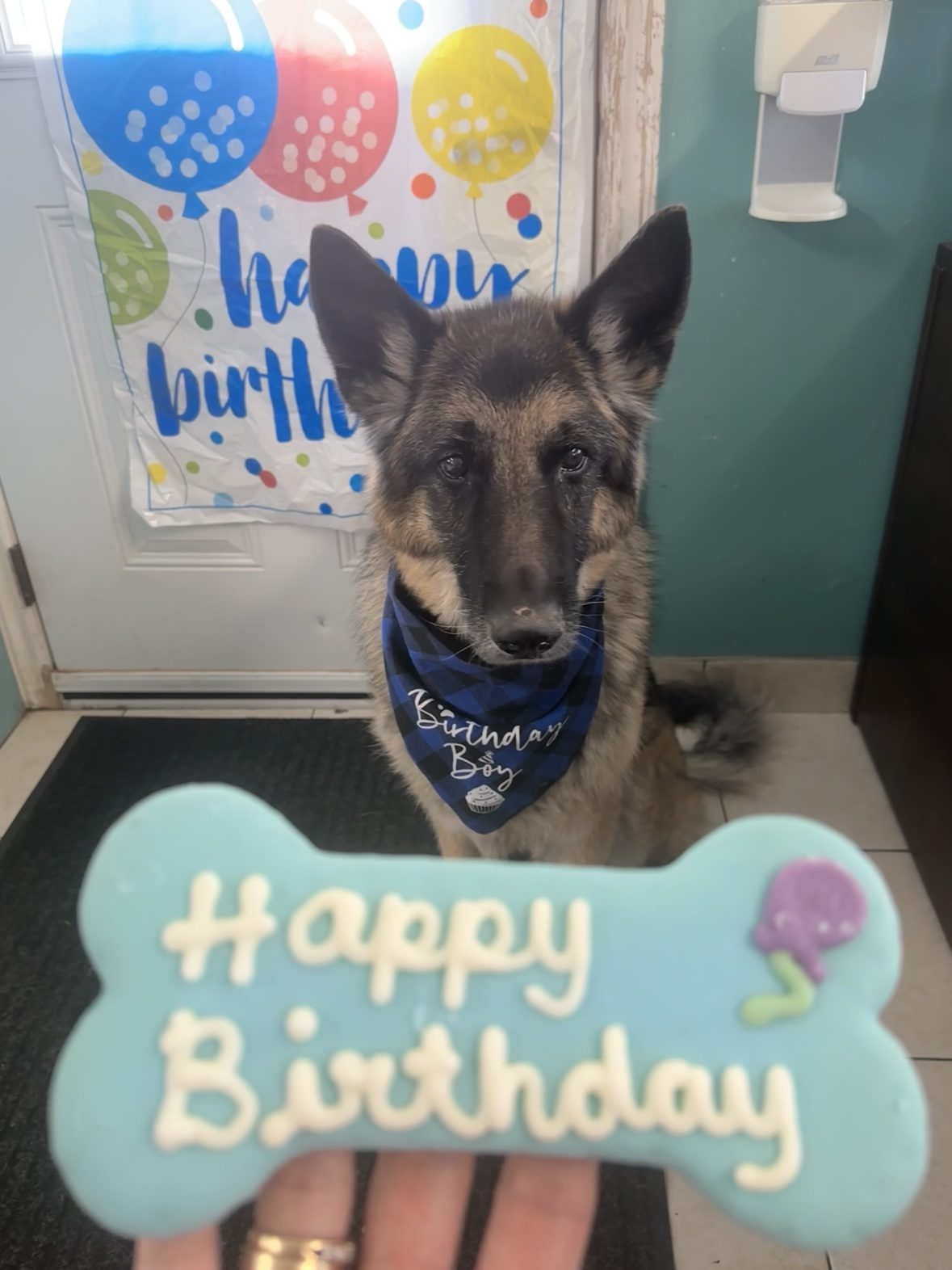 Small black and tan dog wearing a party hat with a Happy Birthday cookie