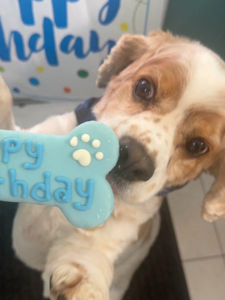 Dog enjoying a dog-safe birthday cookie