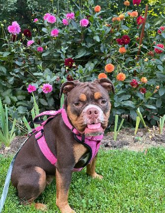 Happy bulldog sitting among the flowers at The Dog's Inn