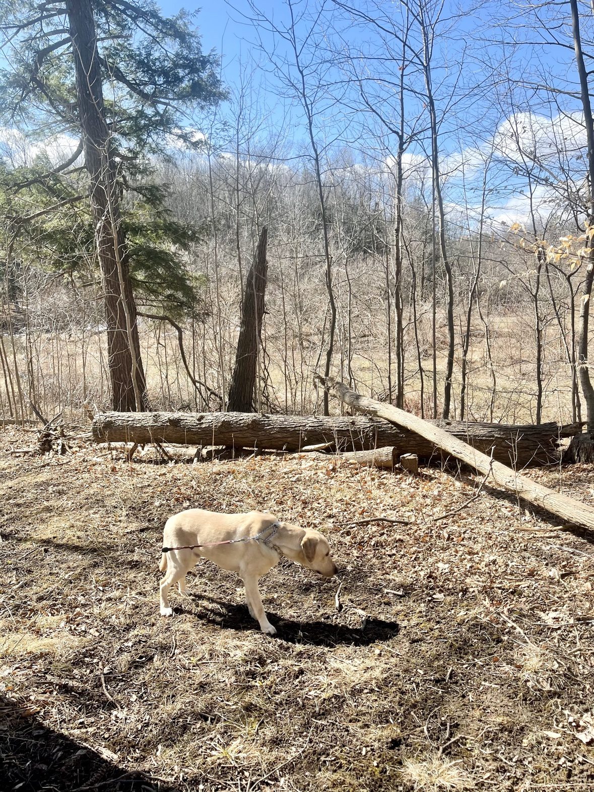 Yellow Labrador retriever on a woodland trail at The Dog’s Inn