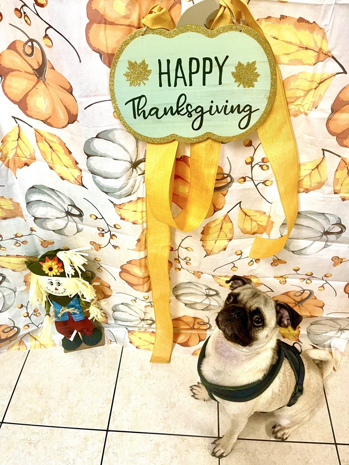 Pug posing in front of a Happy Thanksgiving backdrop at The Dog’s Inn