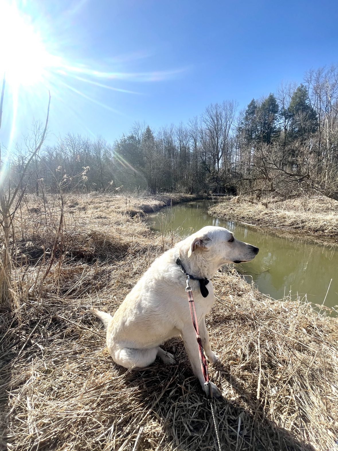 White dog standing beside the creek on The Dog’s Inn property