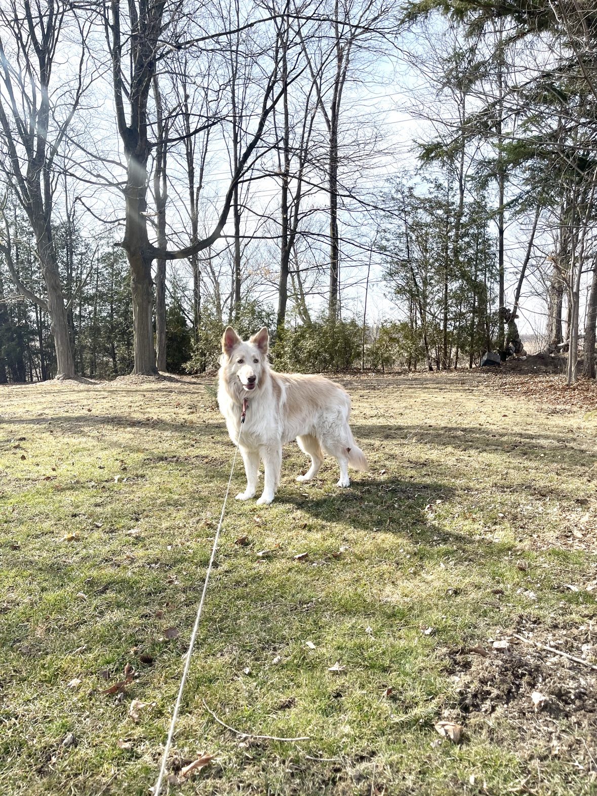 White shepherd enjoying the grass at The Dog’s Inn