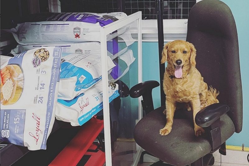 Happy dog sitting with donated pet supplies inside The Dog’s Inn