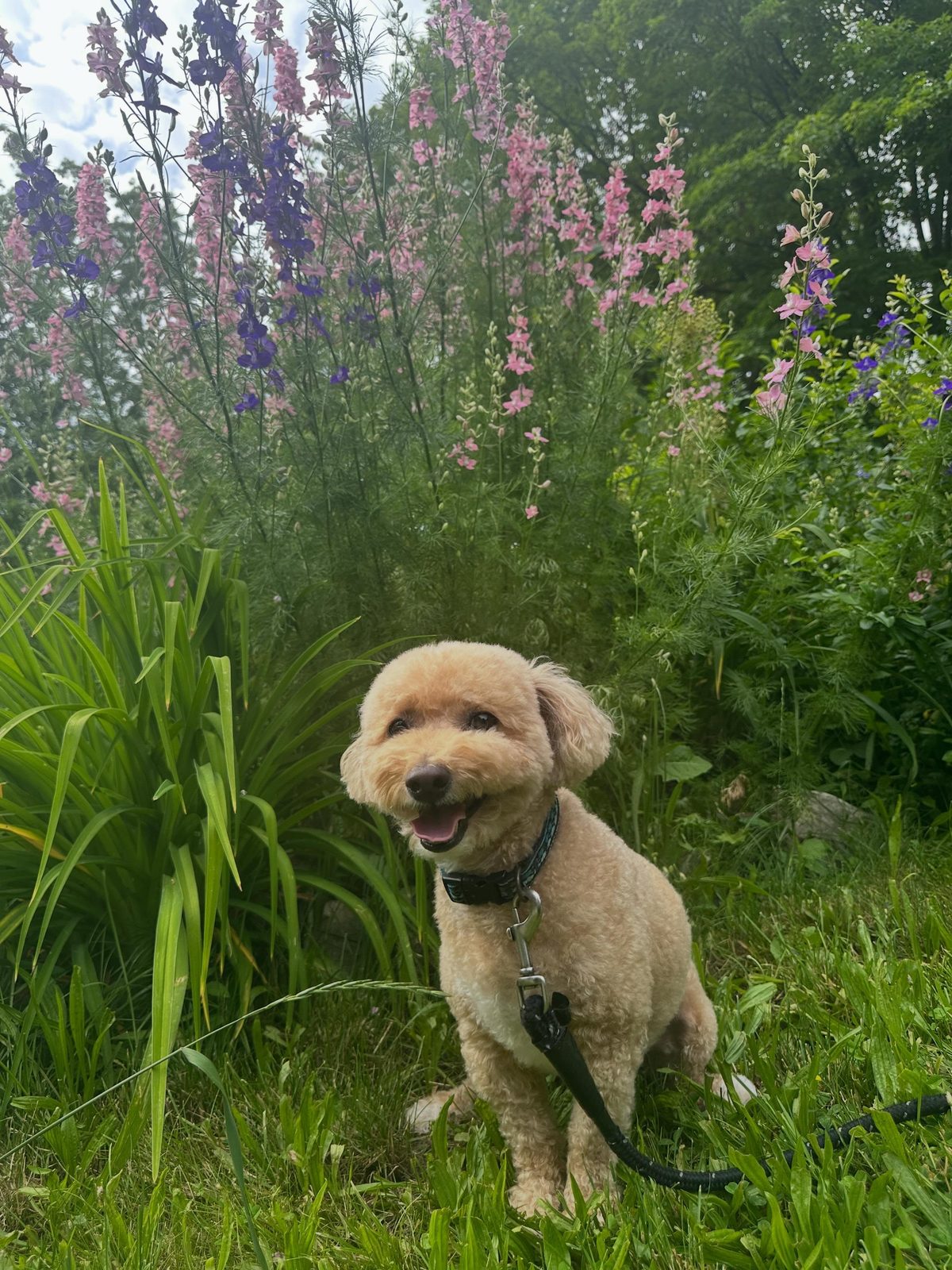 Cadbury the poodle smiling in the garden