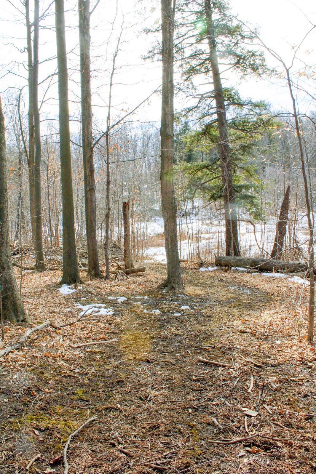 Client dog exploring a forest trail at The Dog’s Inn