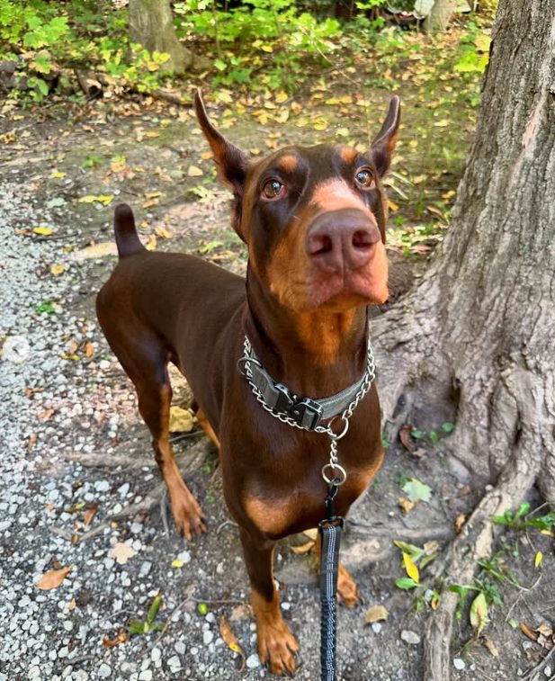Doberman enjoying a trail walk at The Dog’s Inn