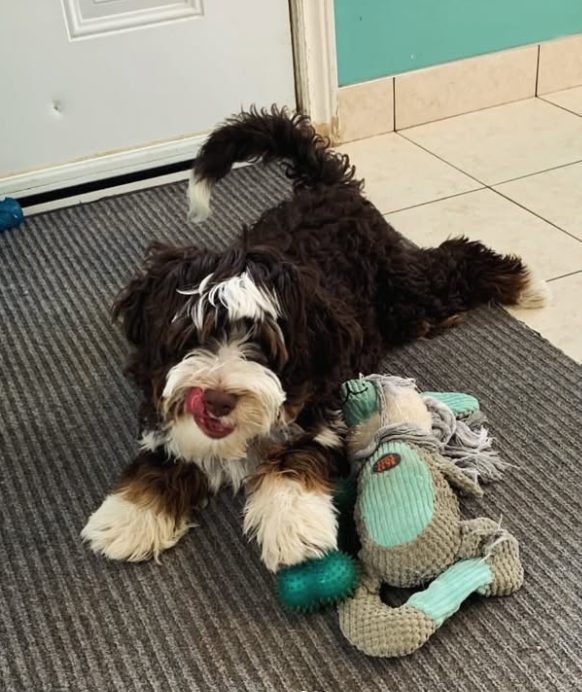 Bernedoodle puppy playing with toys at The Dog’s Inn