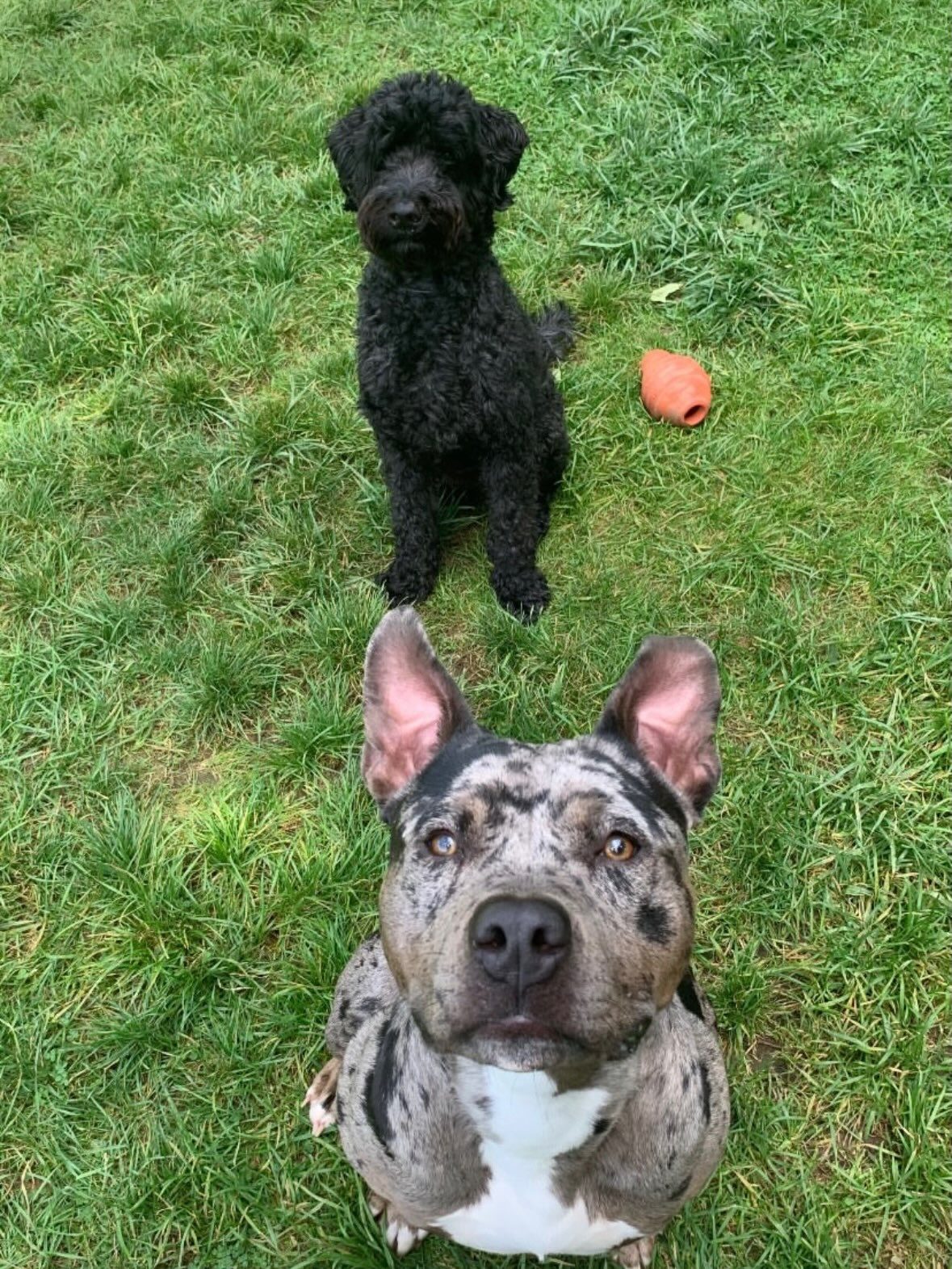 Two dogs enjoying playtime on the grass