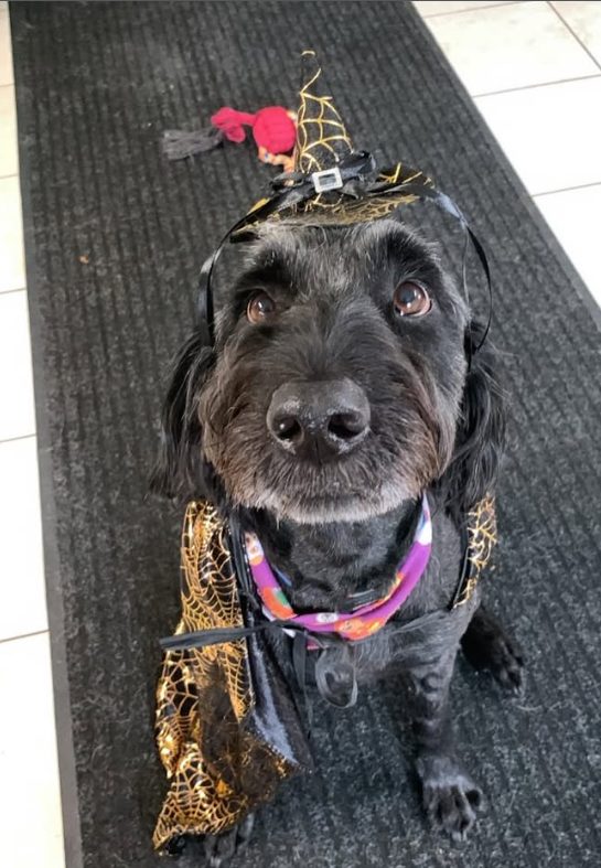 Black dog dressed in a Halloween witch costume at The Dog’s Inn