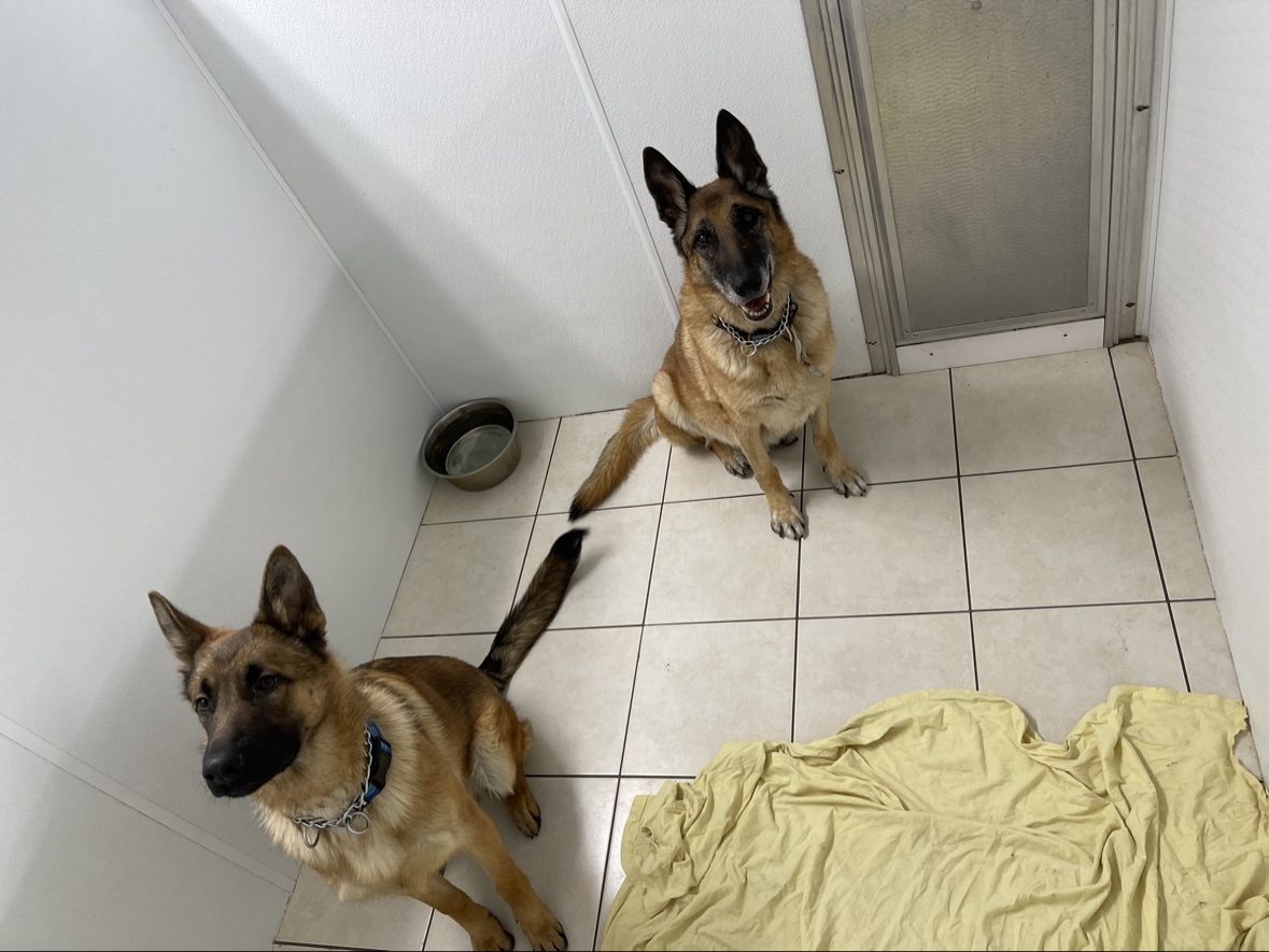 Two German shepherds sharing an individual suite at The Dog’s Inn