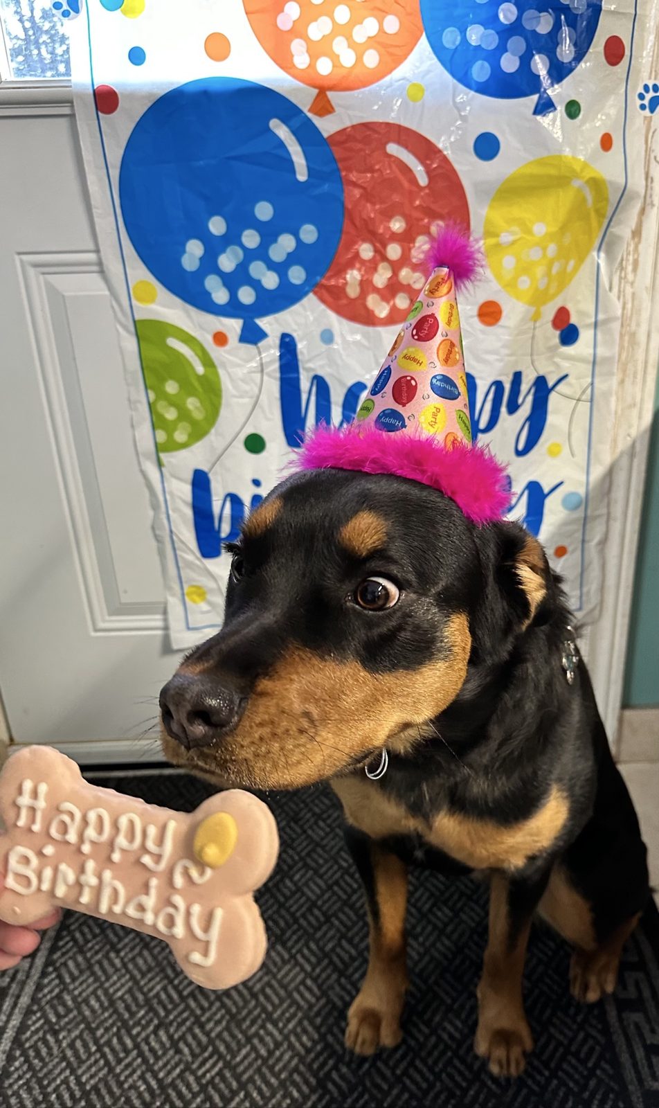 Black and tan dog wearing a colourful birthday hat in front of a Happy Birthday banner