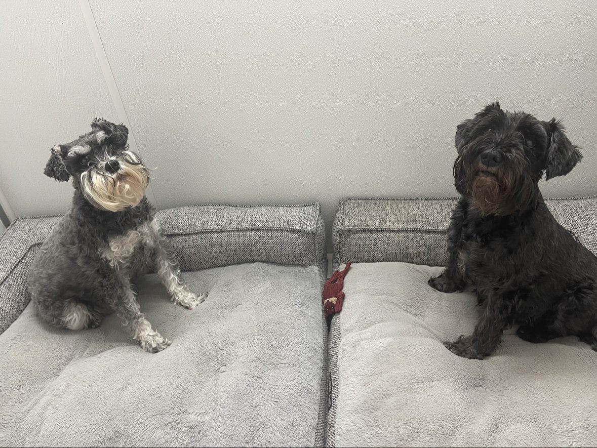 Two schnauzers resting on their beds inside The Dog’s Inn