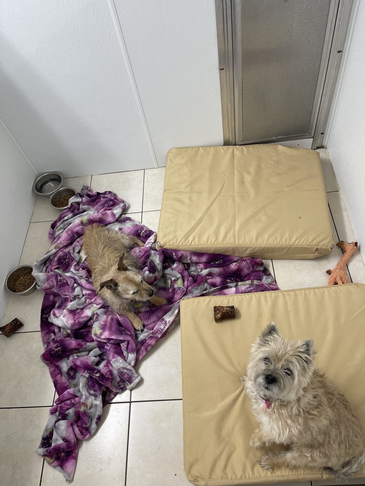 Two small terriers sharing an individual suite at The Dog’s Inn