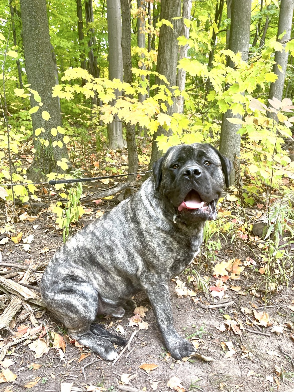 Mastiff sitting on a forest trail at The Dog’s Inn