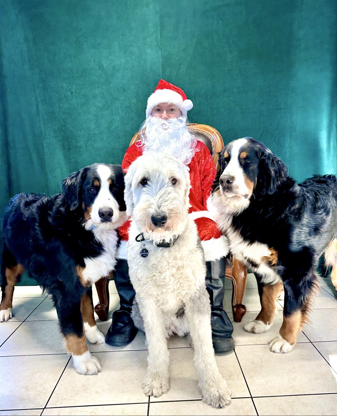 Three client dogs posing with Santa at The Dog’s Inn