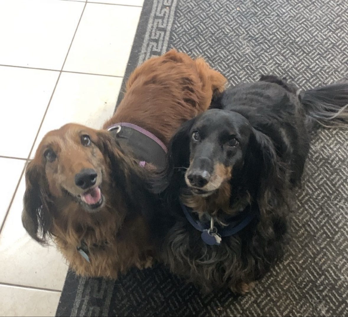 Two dachshunds relaxing together at The Dog’s Inn