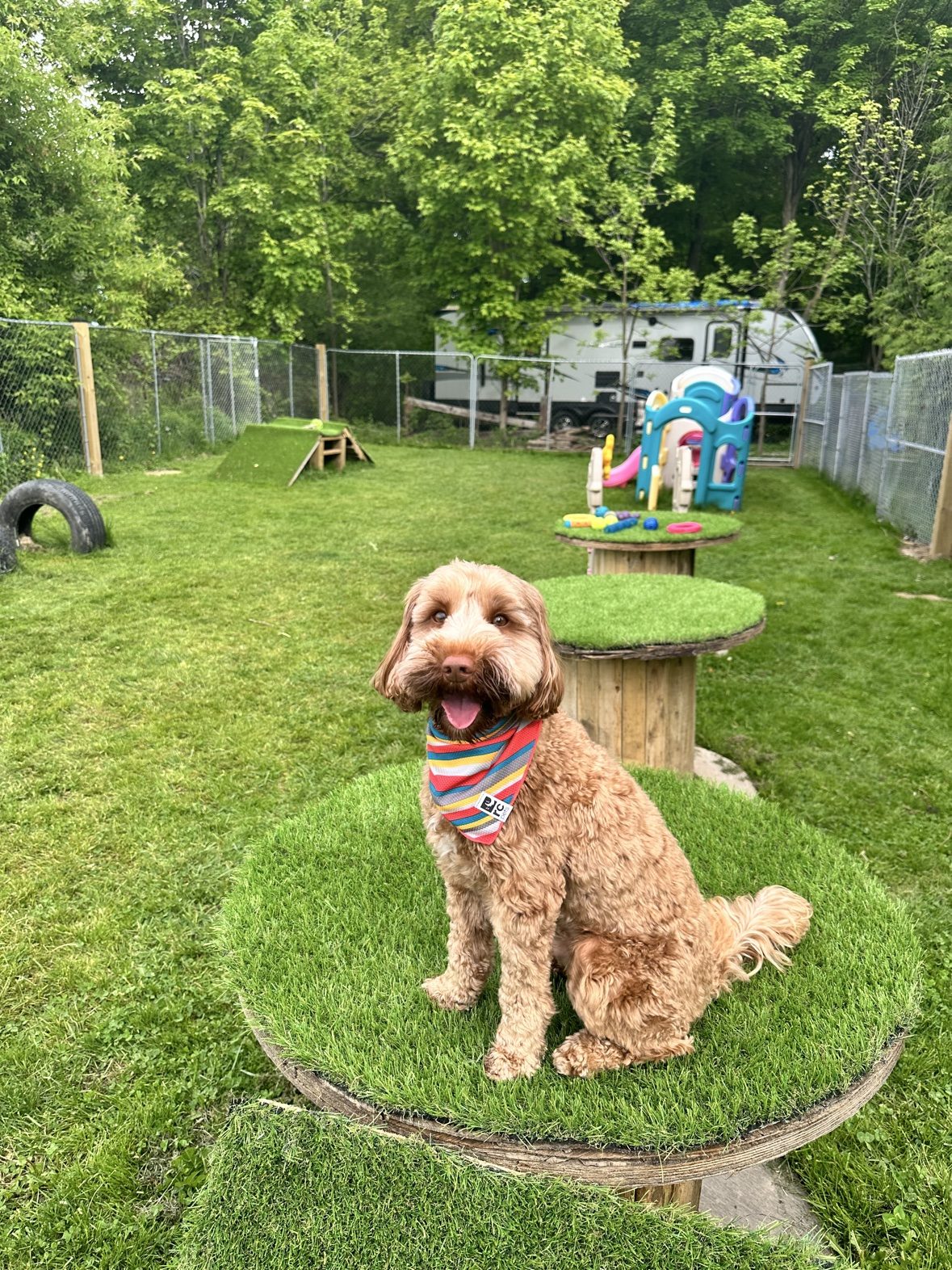 Dog running across the grass among Bark Park agility obstacles