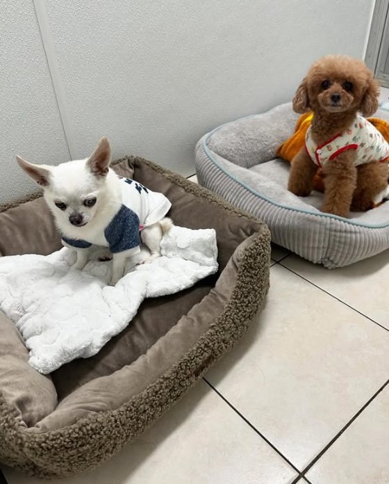 Chihuahua and poodle each resting in their own cozy bed at The Dog’s Inn