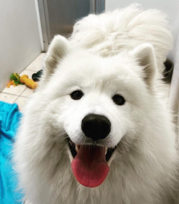 Smiling Samoyed at The Dog's Inn